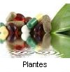PLANTES